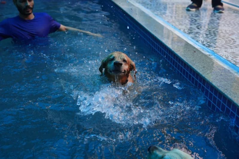 Dog enjoying a guided swimming session