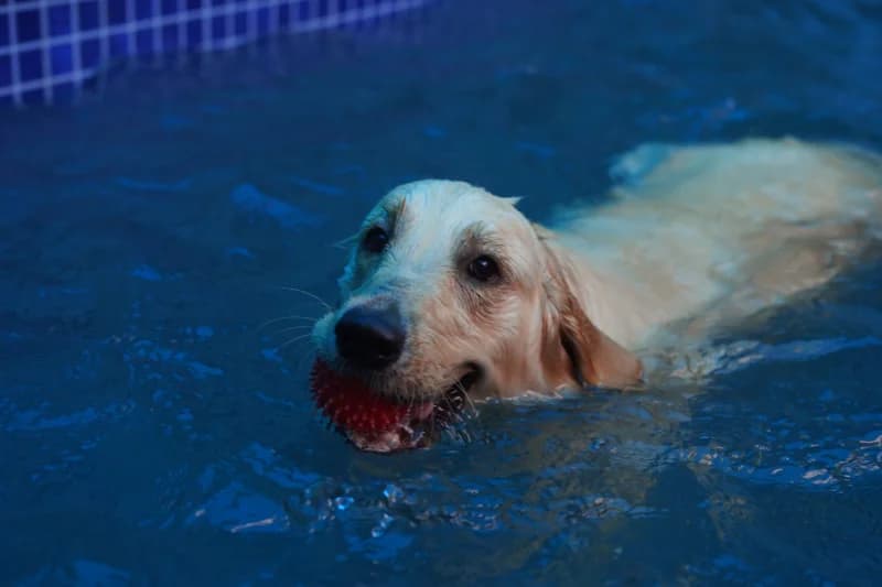 Golden retriever playing in the pool