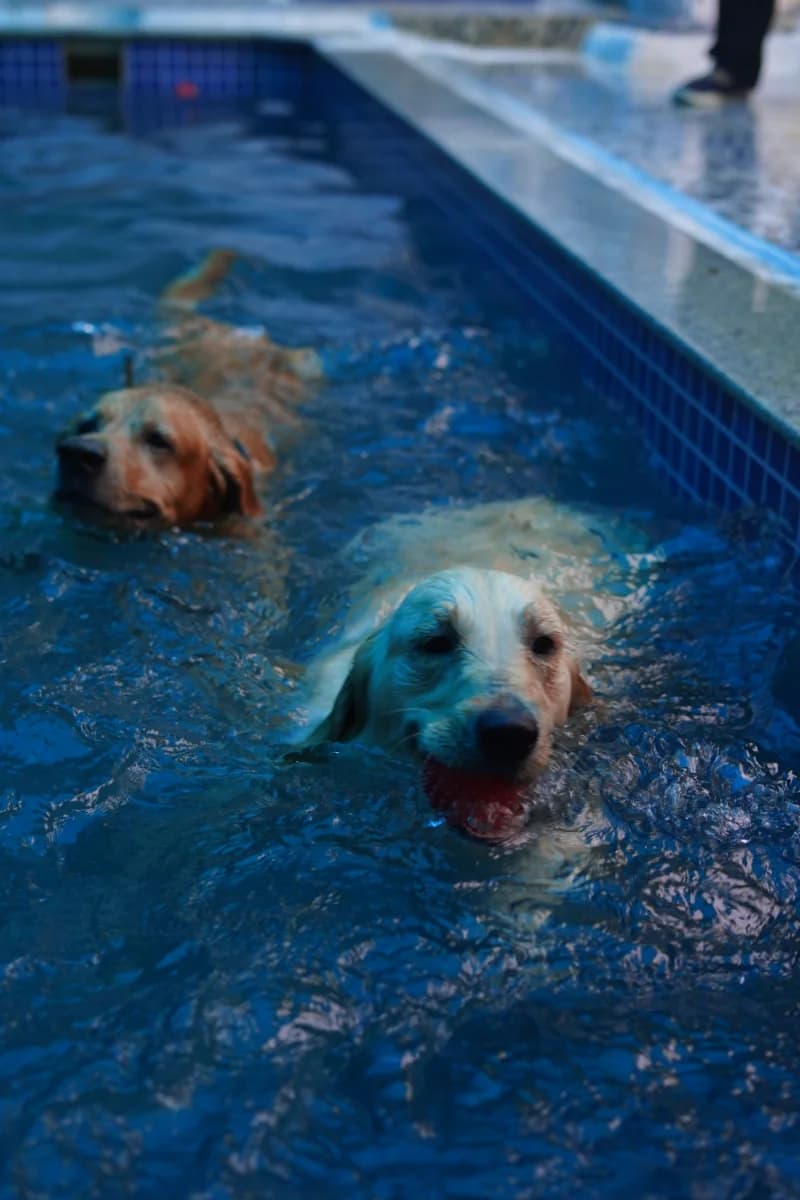 Two dogs having supervised pool time