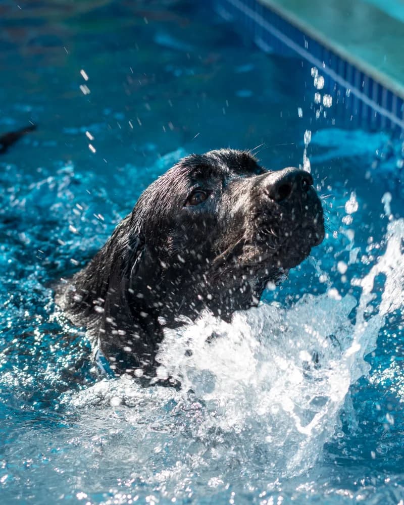 Hydrotherapy-style assisted swim in progress