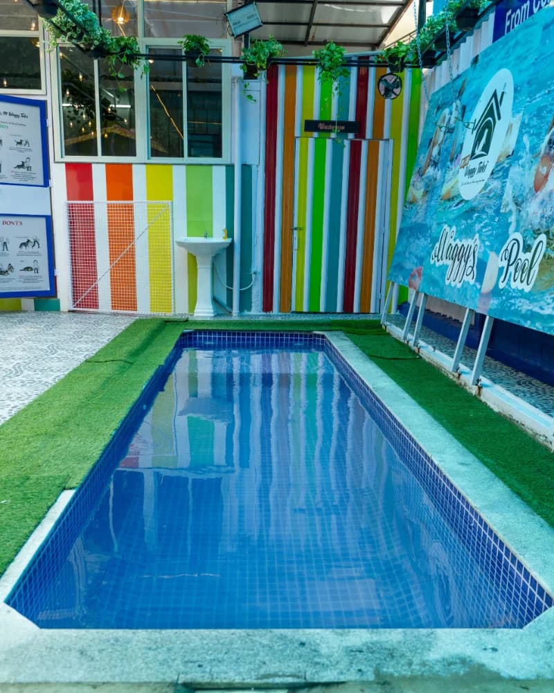 Dog pool zone at Waggy Tales