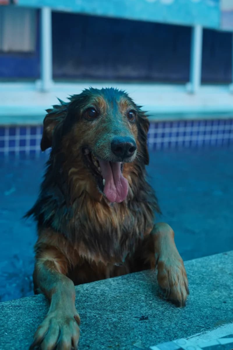 Pet swimming with trainer supervision