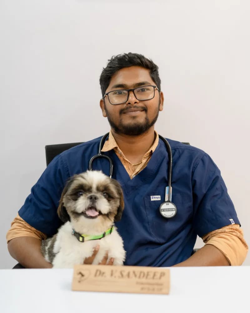 Vet examination and calm handling for dogs