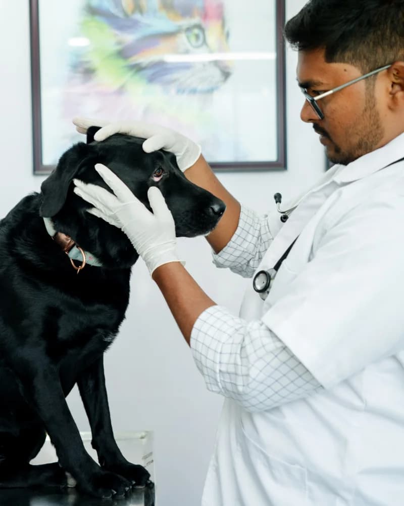 Companion animal consultation session