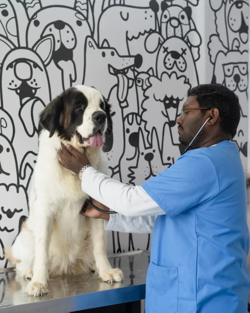 Veterinary health check and treatment care